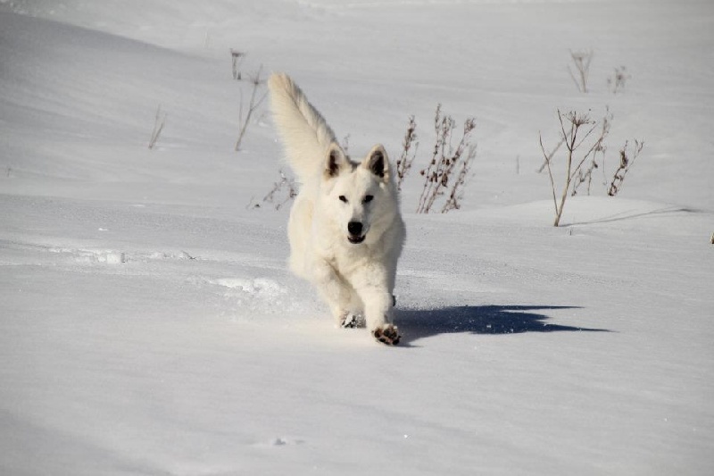 de la légende du loup noir - Berger Blanc Suisse - Portée née le 08/07/2012