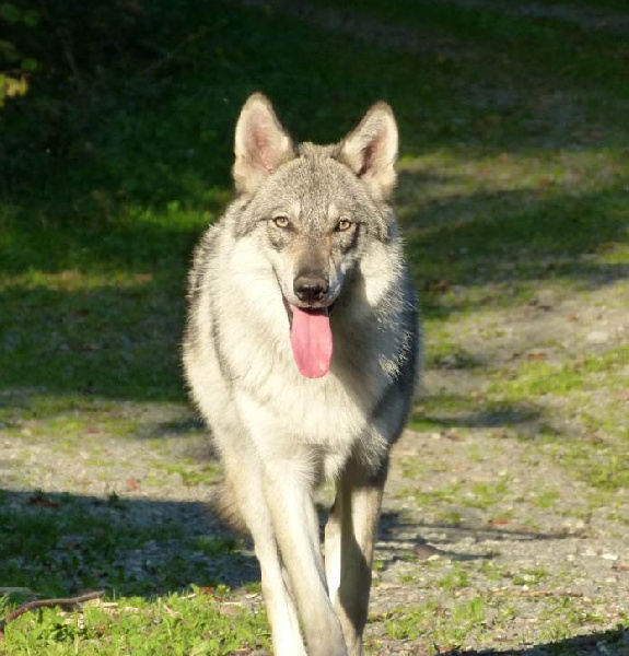 Guélia synek des loups de l'ostrevent