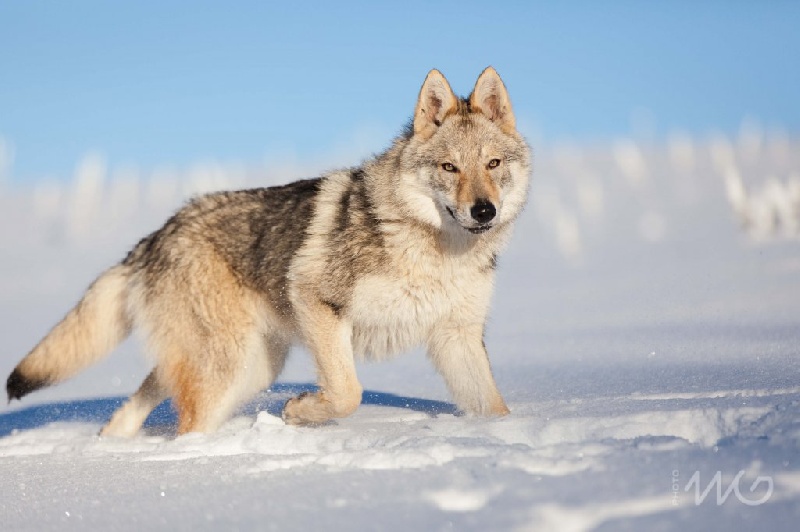 Lyawatha de la légende du loup noir