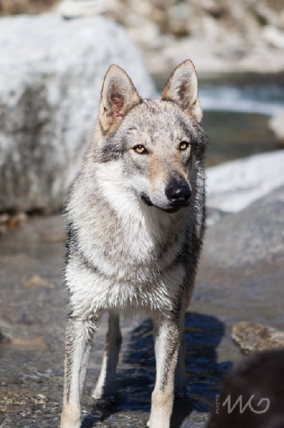 Jacy aria de la légende du loup noir