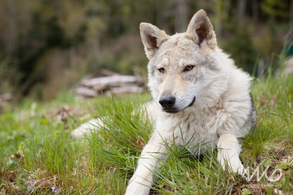 Lykane de la légende du loup noir