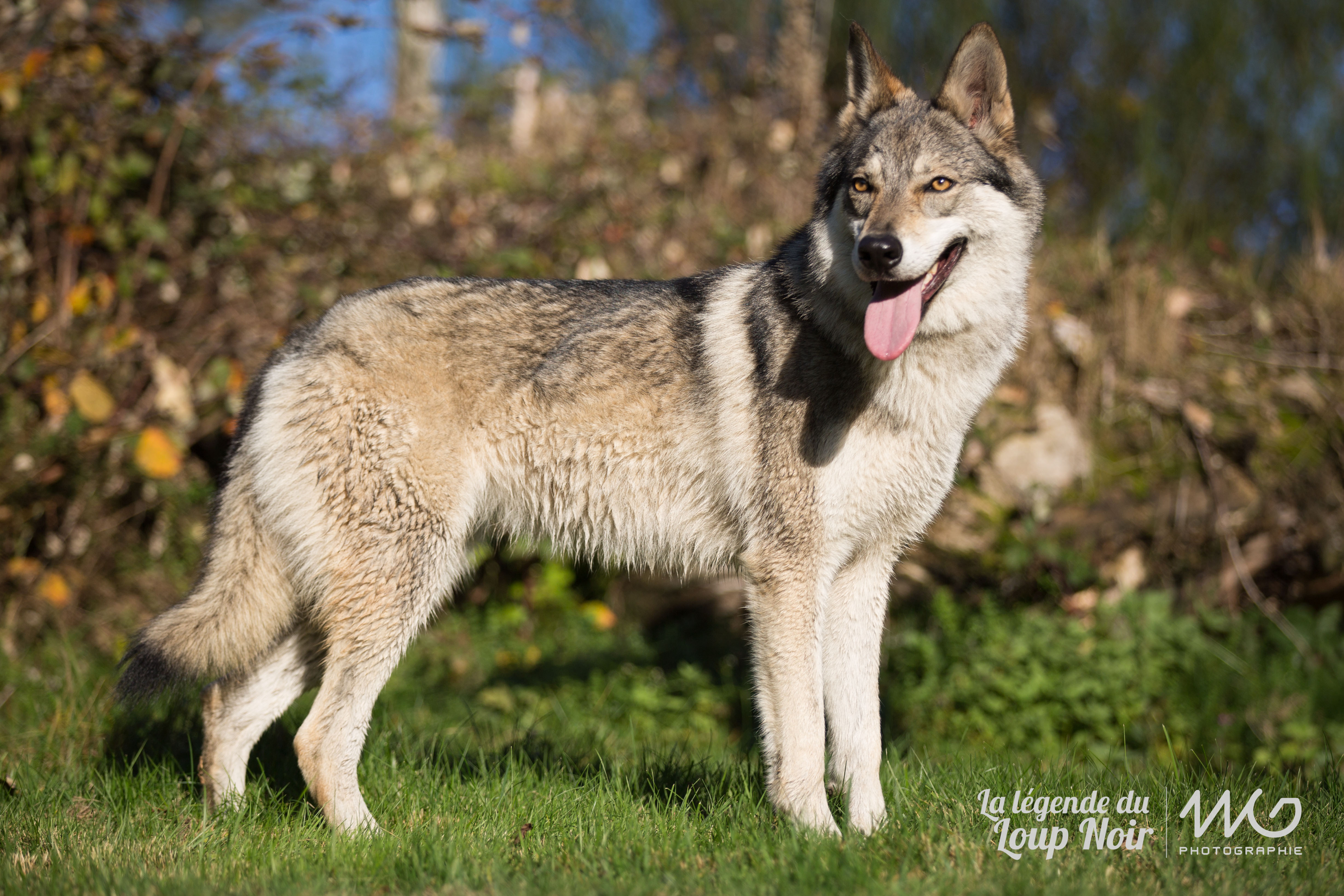Mamochka zvir de la légende du loup noir