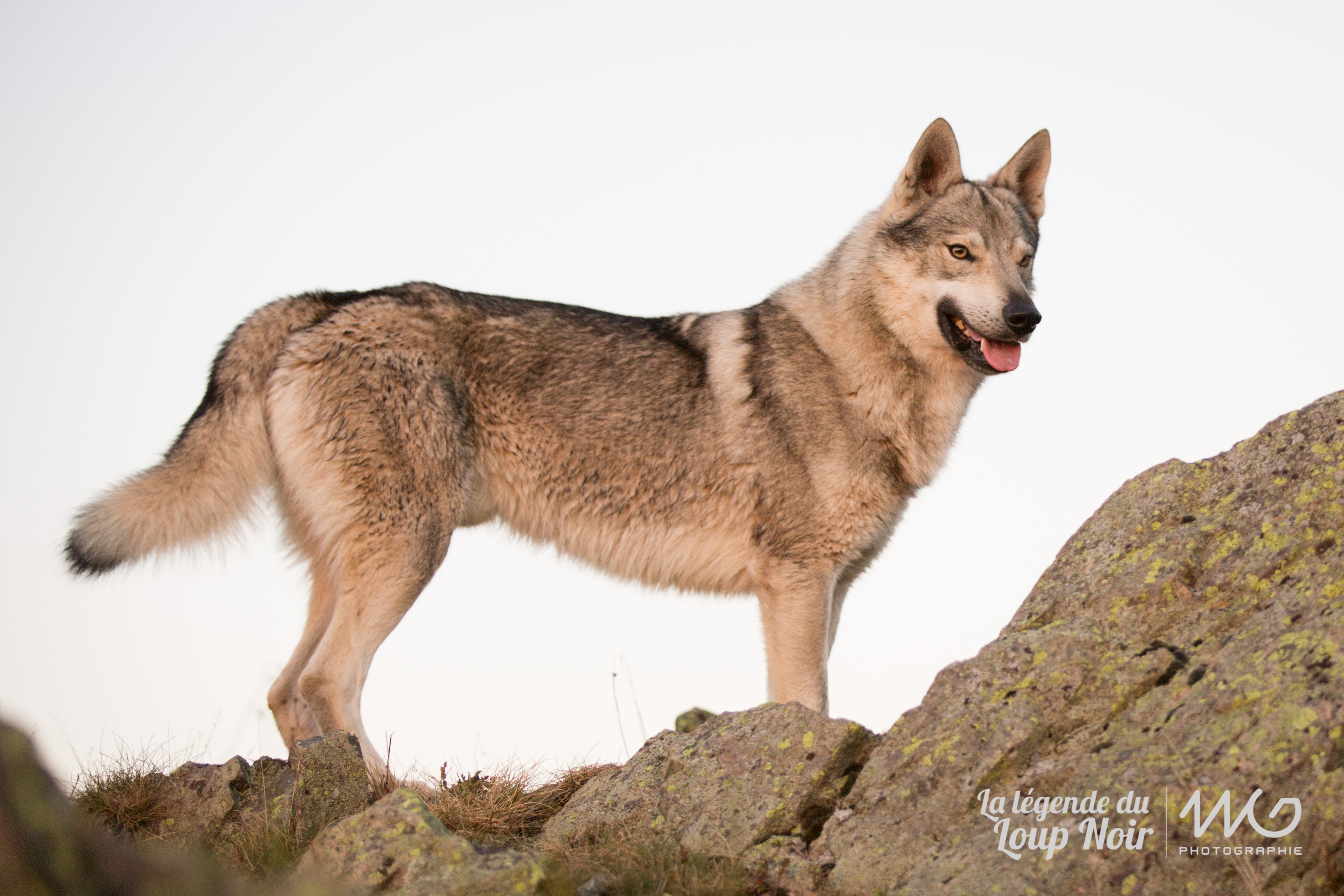 crying wolf Ikhar