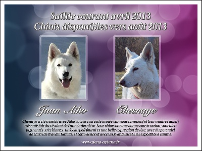 de la légende du loup noir - Chiots de Chenaye et Aiko pour mi juin 2013